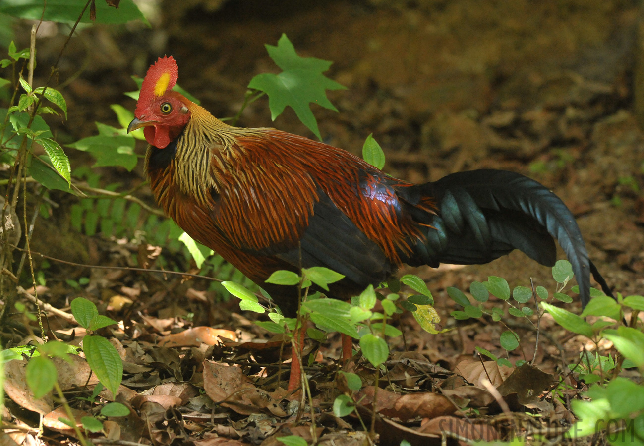 Gallus lafayettii [280 mm, 1/500 sec at f / 9.0, ISO 4000]